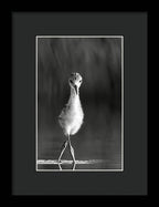Curious Young Bird Standing in Water - Framed Print