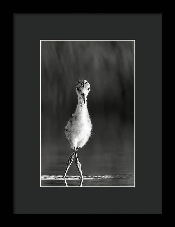 Curious Young Bird Standing in Water - Framed Print