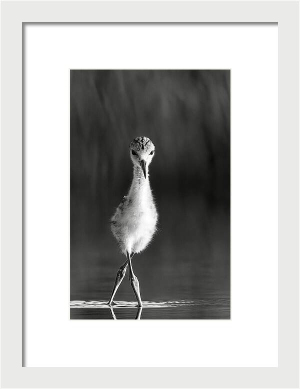 Curious Young Bird Standing in Water - Framed Print