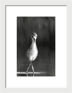 Curious Young Bird Standing in Water - Framed Print
