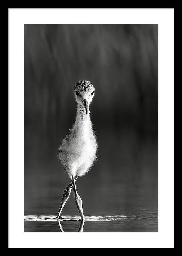 Curious Young Bird Standing in Water - Framed Print