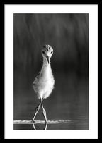 Curious Young Bird Standing in Water - Framed Print