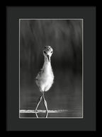 Curious Young Bird Standing in Water - Framed Print