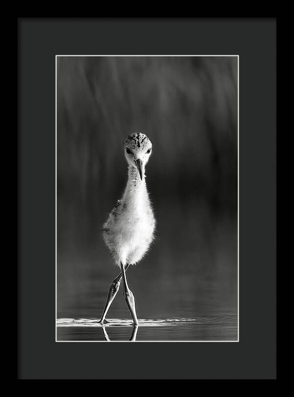 Curious Young Bird Standing in Water - Framed Print