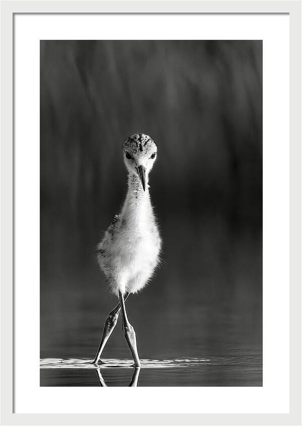 Curious Young Bird Standing in Water - Framed Print