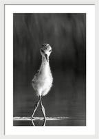 Curious Young Bird Standing in Water - Framed Print