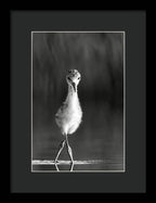 Curious Young Bird Standing in Water - Framed Print