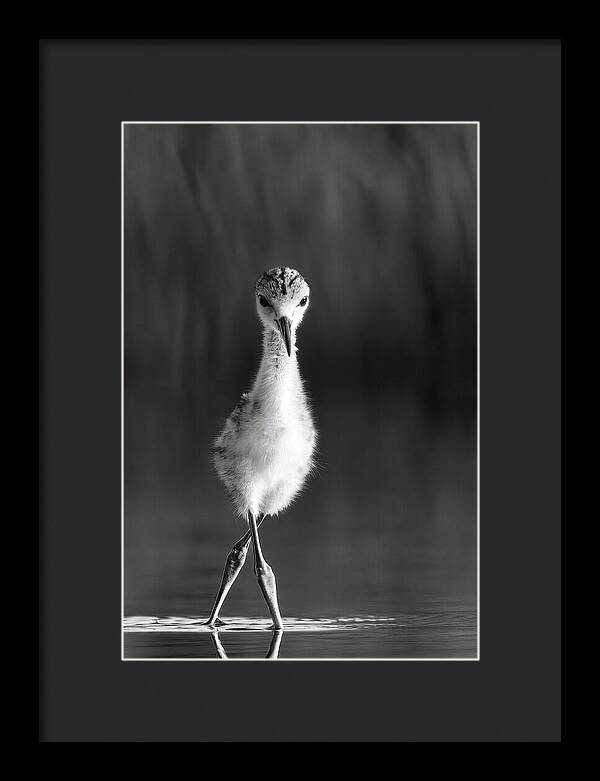 Curious Young Bird Standing in Water - Framed Print