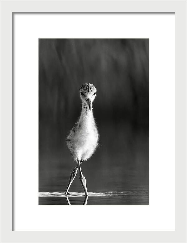 Curious Young Bird Standing in Water - Framed Print
