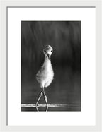 Curious Young Bird Standing in Water - Framed Print