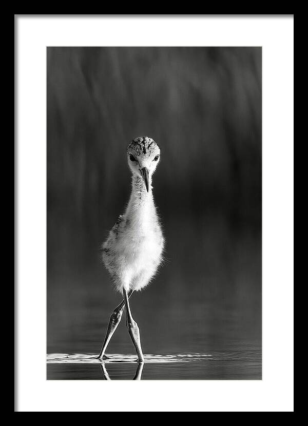 Curious Young Bird Standing in Water - Framed Print