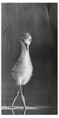Curious Young Bird Standing in Water - Beach Towel