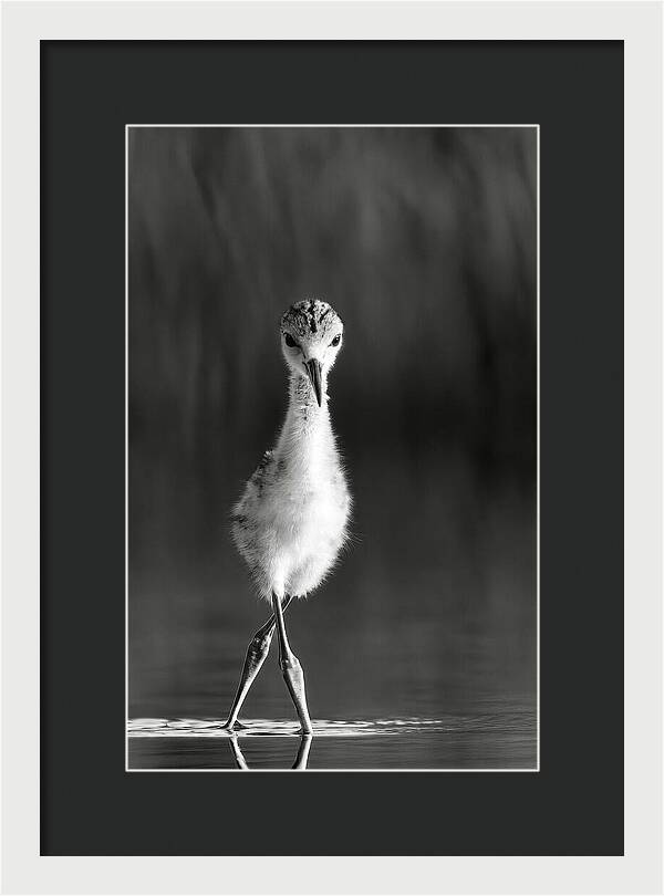 Curious Young Bird Standing in Water - Framed Print