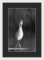 Curious Young Bird Standing in Water - Framed Print