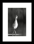 Curious Young Bird Standing in Water - Framed Print