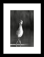 Curious Young Bird Standing in Water - Framed Print