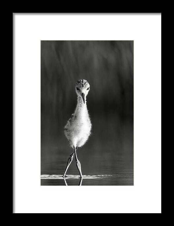 Curious Young Bird Standing in Water - Framed Print