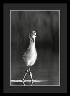 Curious Young Bird Standing in Water - Framed Print