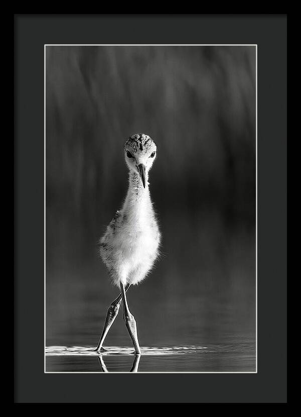Curious Young Bird Standing in Water - Framed Print