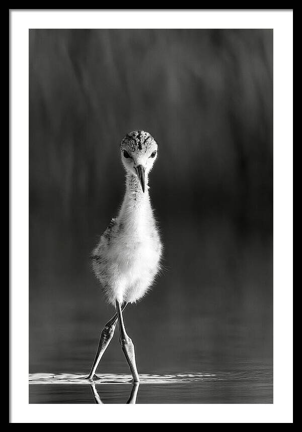 Curious Young Bird Standing in Water - Framed Print