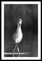 Curious Young Bird Standing in Water - Framed Print