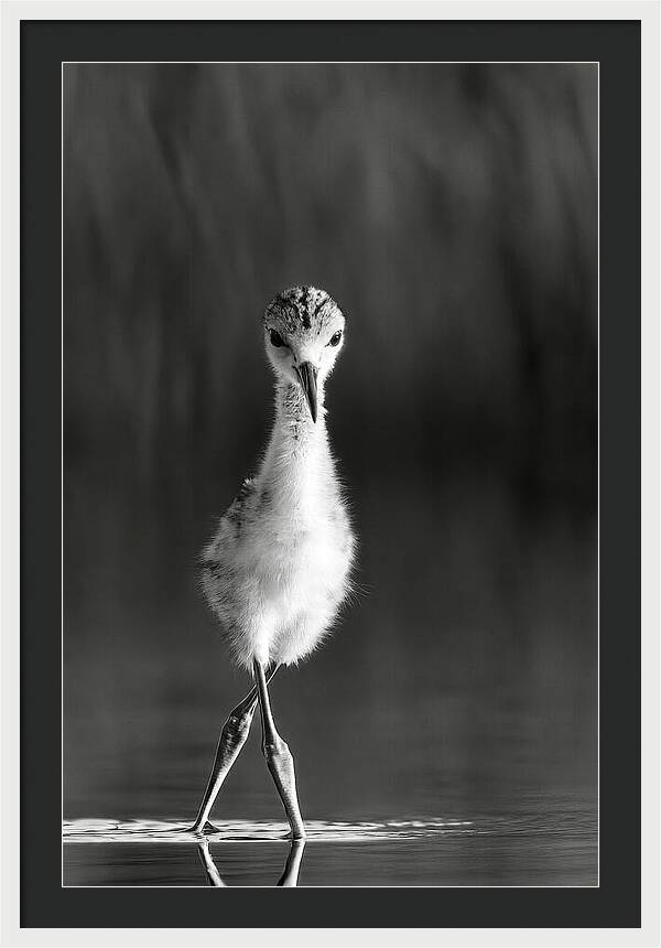 Curious Young Bird Standing in Water - Framed Print