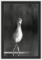 Curious Young Bird Standing in Water - Framed Print