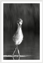Curious Young Bird Standing in Water - Framed Print