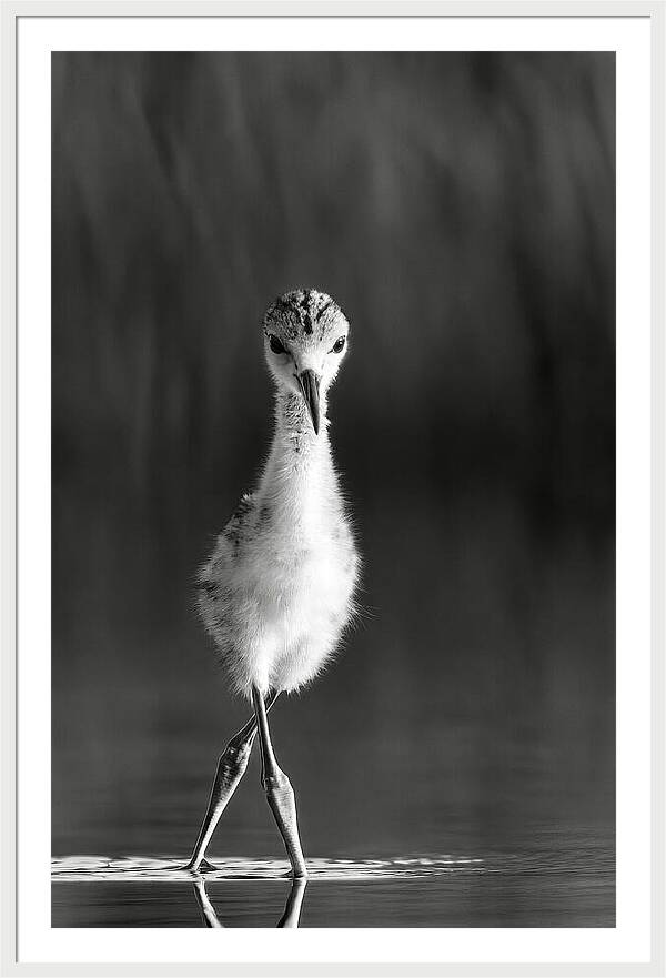 Curious Young Bird Standing in Water - Framed Print