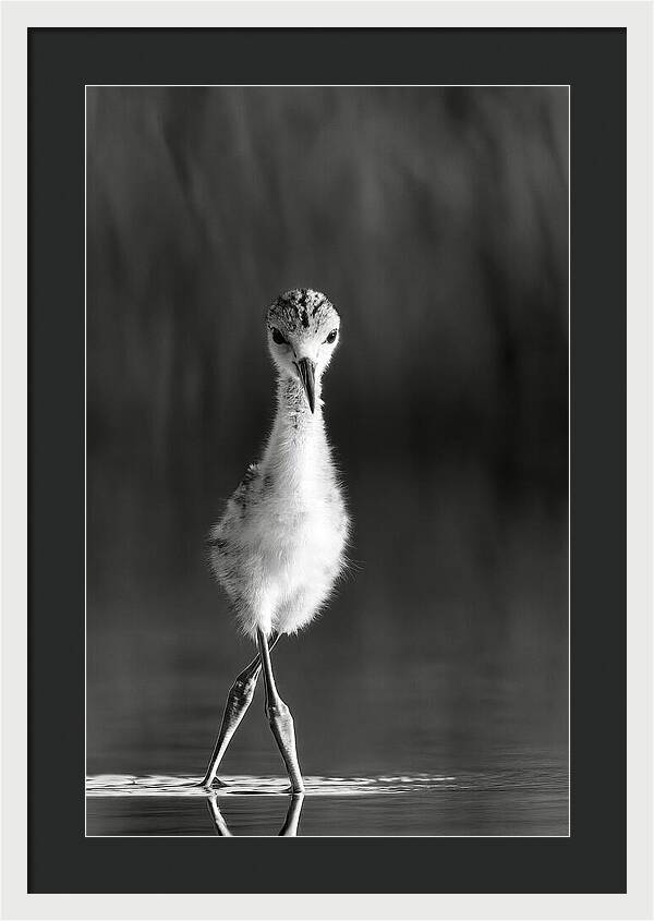 Curious Young Bird Standing in Water - Framed Print