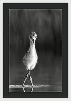 Curious Young Bird Standing in Water - Framed Print