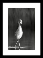 Curious Young Bird Standing in Water - Framed Print