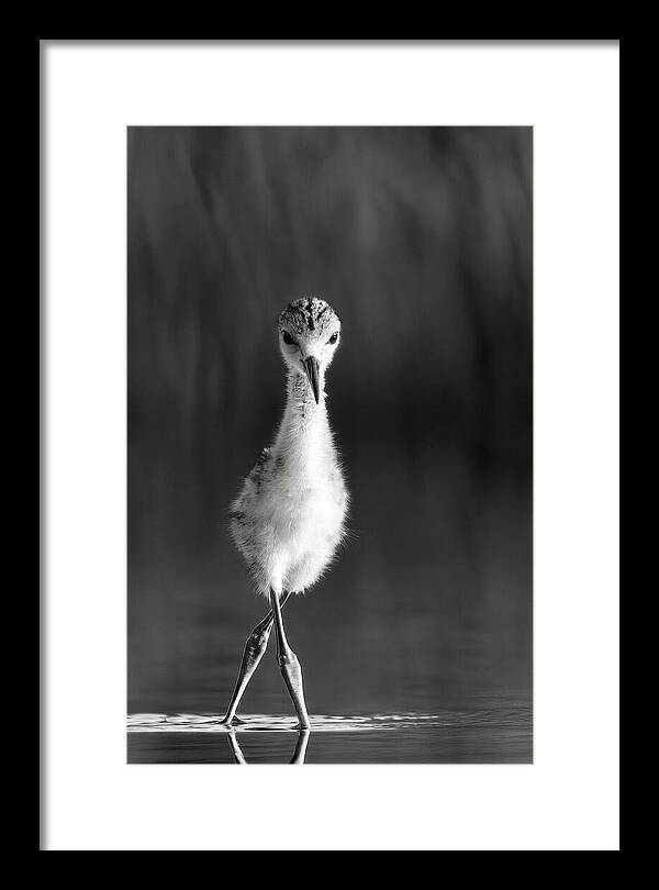Curious Young Bird Standing in Water - Framed Print