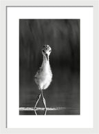 Curious Young Bird Standing in Water - Framed Print