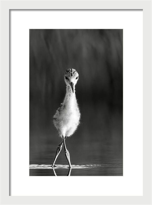 Curious Young Bird Standing in Water - Framed Print