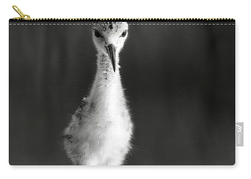 Curious Young Bird Standing in Water - Zip Pouch