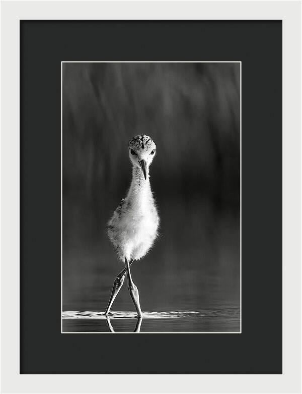 Curious Young Bird Standing in Water - Framed Print