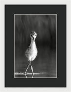 Curious Young Bird Standing in Water - Framed Print