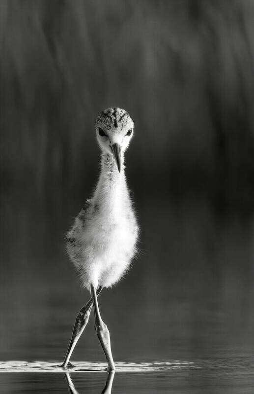 Curious Young Bird Standing in Water - Art Print