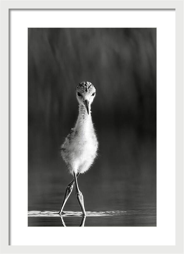 Curious Young Bird Standing in Water - Framed Print