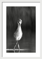Curious Young Bird Standing in Water - Framed Print