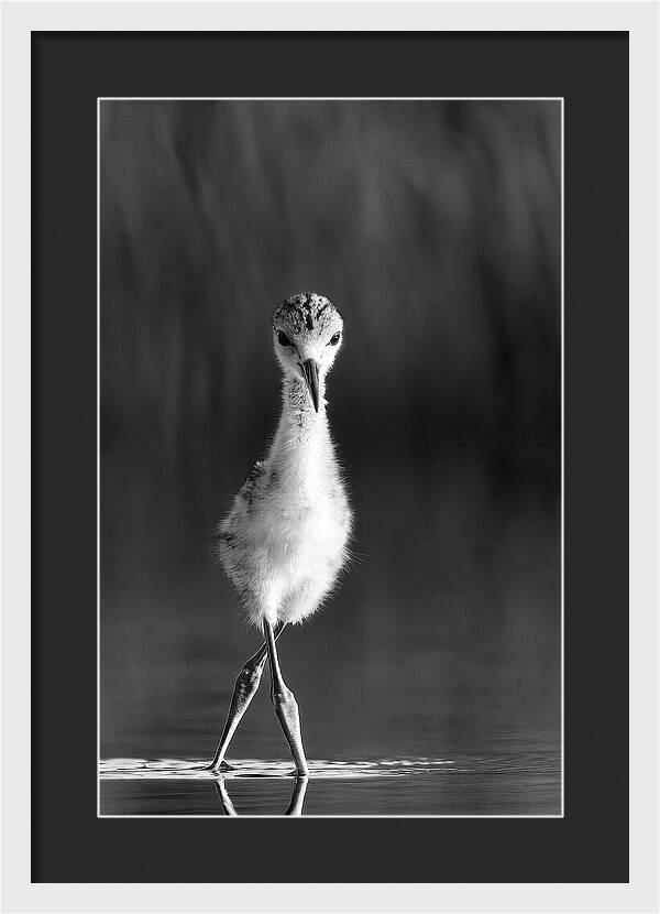 Curious Young Bird Standing in Water - Framed Print