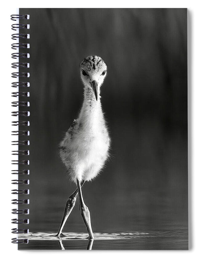 Curious Young Bird Standing in Water - Spiral Notebook