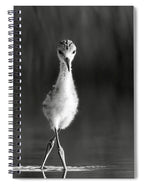 Curious Young Bird Standing in Water - Spiral Notebook