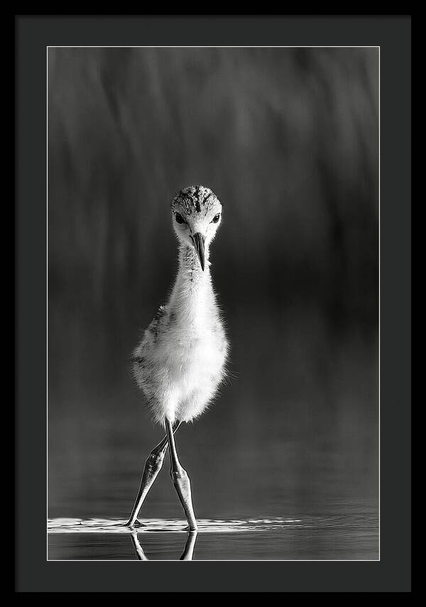 Curious Young Bird Standing in Water - Framed Print