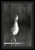 Curious Young Bird Standing in Water - Framed Print