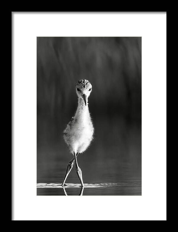 Curious Young Bird Standing in Water - Framed Print