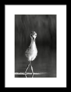 Curious Young Bird Standing in Water - Framed Print