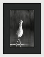 Curious Young Bird Standing in Water - Framed Print