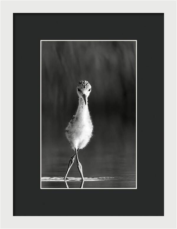 Curious Young Bird Standing in Water - Framed Print